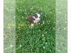 Miniature Australian Shepherd PUPPY FOR SALE ADN-797114 - Miniature Australian