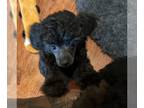 Poodle (Toy) PUPPY FOR SALE ADN-797121 - Beautiful Silver girl 8 weeks