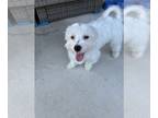Maltese PUPPY FOR SALE ADN-797133 - Maltese for sale 6 months