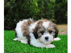 ShihPoo PUPPY FOR SALE ADN-797136 - Shihpoo Puppies