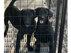 Labrador Retriever PUPPY FOR SALE ADN-797157 - Black Lab