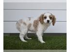 Cavapoo PUPPY FOR SALE ADN-797180 - Cavapoo For Sale Baltic OH