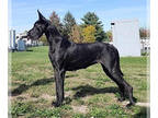 Great Dane PUPPY FOR SALE ADN-797194 - Puppies from AKC Registered UKC Champion