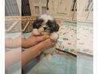 Shih Tzu PUPPY FOR SALE ADN-797197 - Rocky