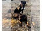 Cane Corso PUPPY FOR SALE ADN-797209 - Cane corso puppies
