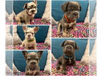 French Bulldog PUPPY FOR SALE ADN-797261 - Fluffy lilac and tan Isabella and