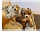 Goldendoodle PUPPY FOR SALE ADN-797278 - Goldendoodle Puppies