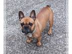 French Bulldog PUPPY FOR SALE ADN-797339 - Jenni Boo