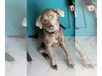 Labrador Retriever DOG FOR ADOPTION ADN-797037 - German Silver Lab