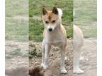 Shiba Inu DOG FOR ADOPTION ADN-797112 - Female Sheba Inu looking for a home