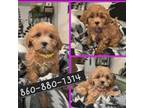 Shihpoo girls Available
