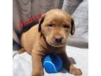 Labrador Retriever Puppy for sale in Mukwonago, WI, USA