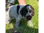 Wirehaired Pointing Griffon Puppy for sale in Madison, SD, USA