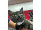 Nelson Domestic Shorthair Kitten Male