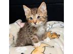 Montgomery Domestic Shorthair Kitten Male