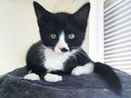 Smudge Domestic Shorthair Kitten Female