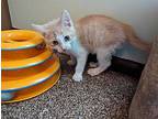 Manny Domestic Shorthair Kitten Male