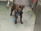 Kaleb American Staffordshire Terrier Adult Male