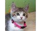 Rosemary Domestic Shorthair Kitten Female