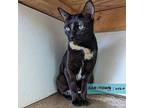 Meow-Wow Domestic Shorthair Young Female