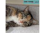 Zesty Domestic Shorthair Young Female