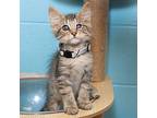 Auglaize Domestic Shorthair Kitten Male