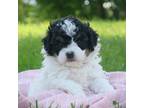 Poodle (Toy) Puppy for sale in Blairsville, PA, USA