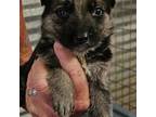 German Shepherd Dog Puppy for sale in Watts, OK, USA