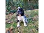 English Springer Spaniel Puppy for sale in Pilot Mountain, NC, USA