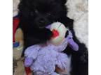 Pomeranian Puppy for sale in West Chicago, IL, USA