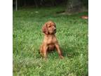 Irish Setter Puppy for sale in Dundee, OH, USA