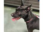 Jinx American Staffordshire Terrier Adult Female