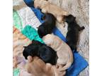 AKC Pure-Bred Litter