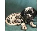 Dalmatian Puppy for sale in Reardan, WA, USA