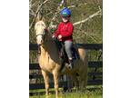 13.2 Spotted Palomino Gaited Pony