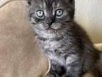 Scottish Kitten