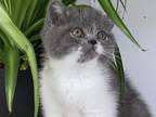 Blue And White Exotic Shorthair