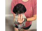 German Shorthaired Pointer Puppy for sale in Jonesville, LA, USA