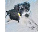 Schnauzer (Miniature) Puppy for sale in Mckinney, TX, USA