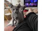 russian blue kittens