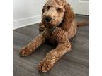 Goldendoodle Puppy for sale in Chester, VA, USA