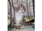Stanley Maine Coon Young Male