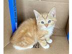 Chalupa Domestic Shorthair Kitten Female