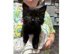 Furby (available for pre-adoption) Domestic Longhair Female