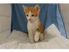 Clementine, Domestic Shorthair For Adoption In Richardson, Texas