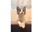 Rizzo - Bonded With Toto, Domestic Shorthair For Adoption In Fremont, California