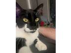 Louie - Offered By Owner - Young Male, Domestic Shorthair For Adoption In