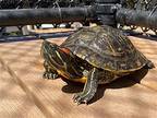 Juniper, Turtle - Other For Adoption In Burlingame, California