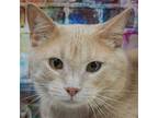Pinky, Domestic Shorthair For Adoption In Huntley, Illinois