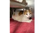 Charlie, Domestic Shorthair For Adoption In Gillette, Wyoming